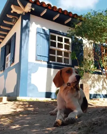 Um cachorro deitado em frente a um casarão branco de janelas azuis